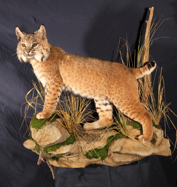 lince