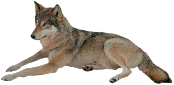 lobo mediano