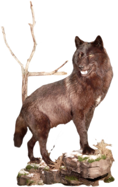 lobo negro