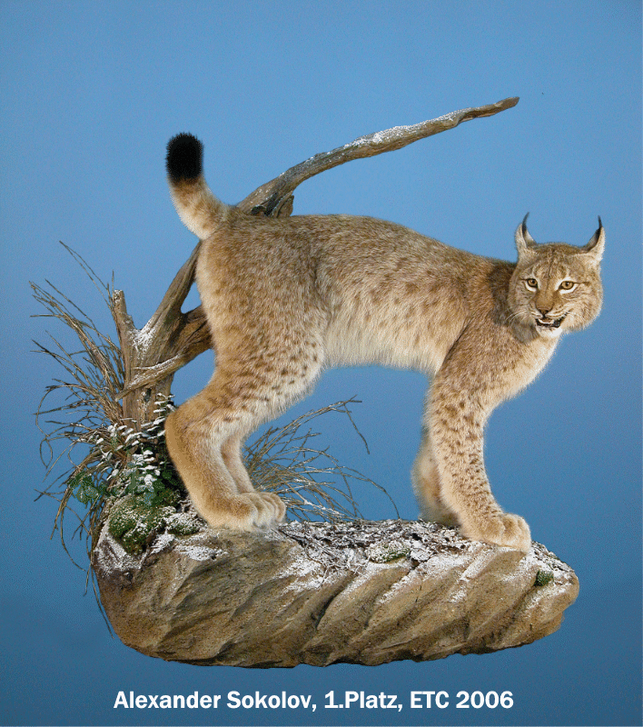lynx
