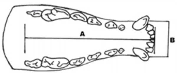 mandibula medidas