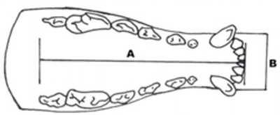 mandibula medidas