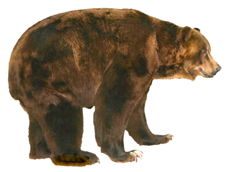 oso xl