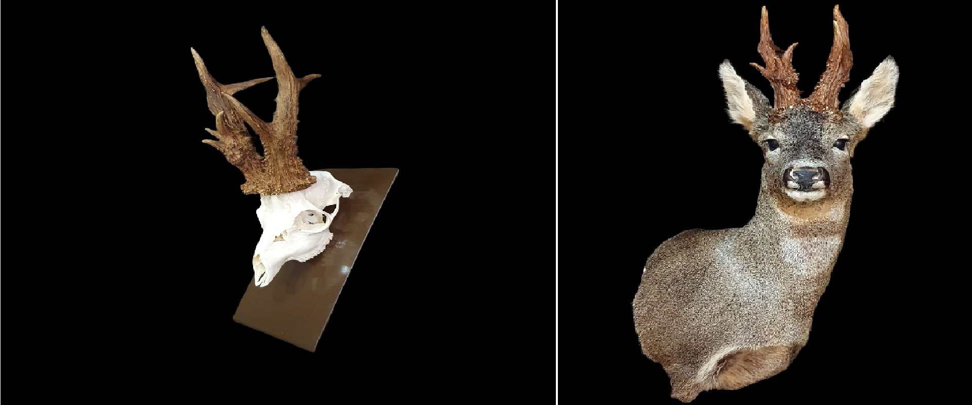 CAZA EN SORIA UN CORZO DE CASI 1 Kg